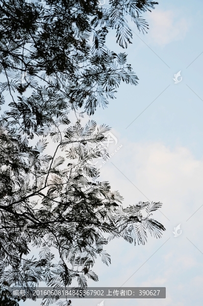 合歡樹枝葉