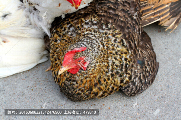 雞,土雞,本地雞,小雞,菜雞