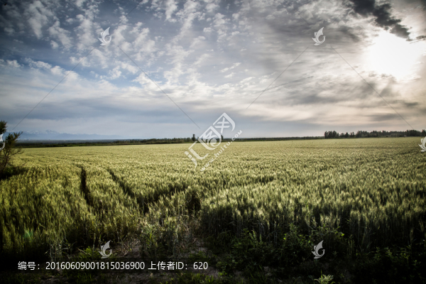 麥田