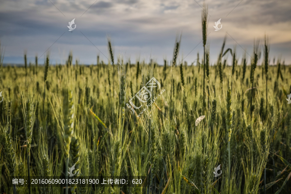 麥穗
