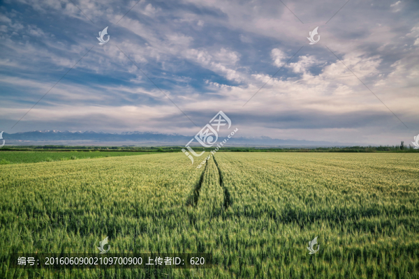 麥田