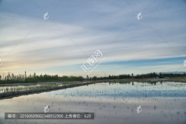 稻田