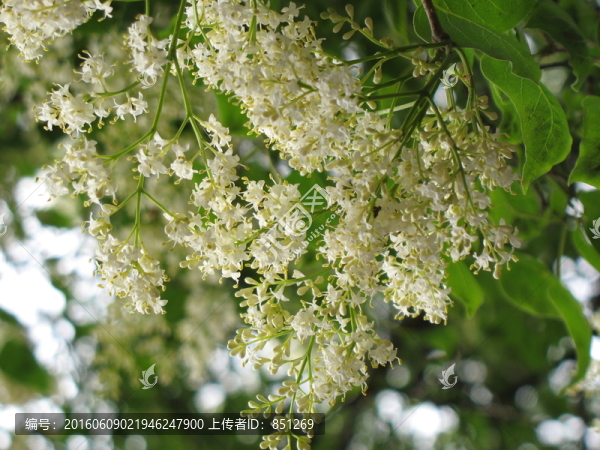 未名花