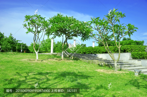 草坪雞蛋花樹