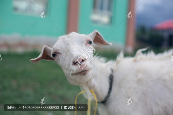 山羊