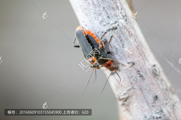 昆蟲