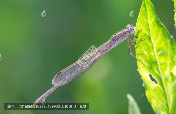 蜻蜓