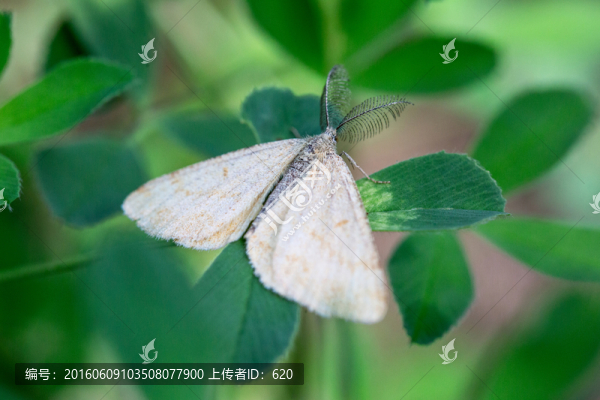 蛾子