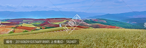 紅土地與麥田