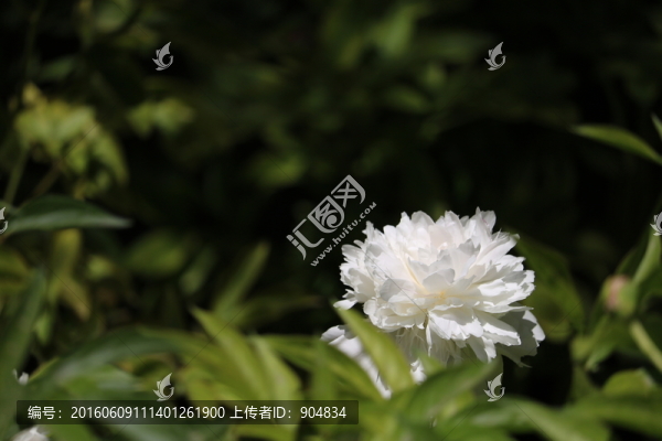 白牡丹