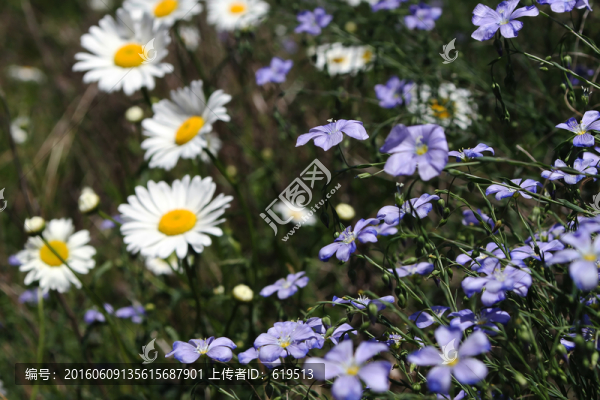 藍(lán)亞麻和雛菊