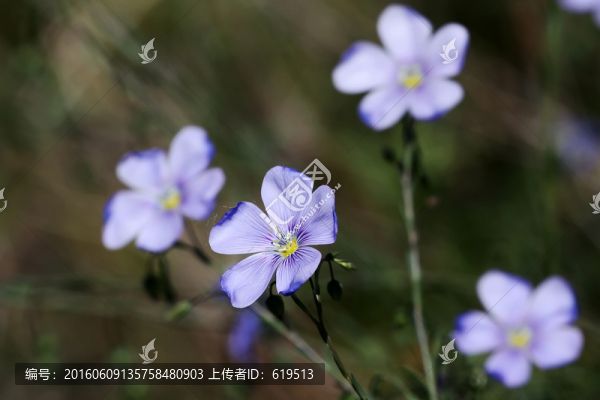 藍(lán)色小花,藍(lán)亞麻
