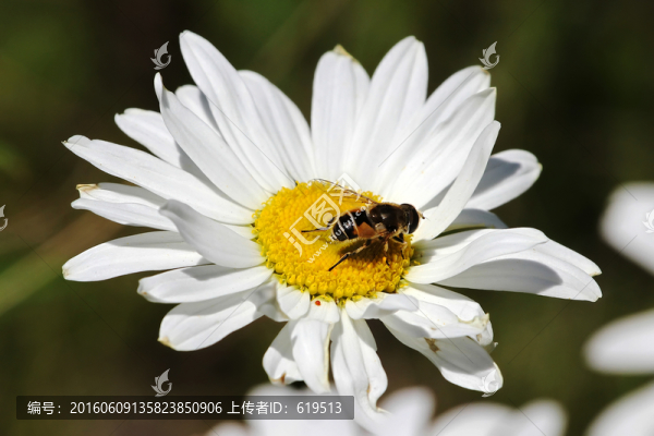 白色小花,雛菊