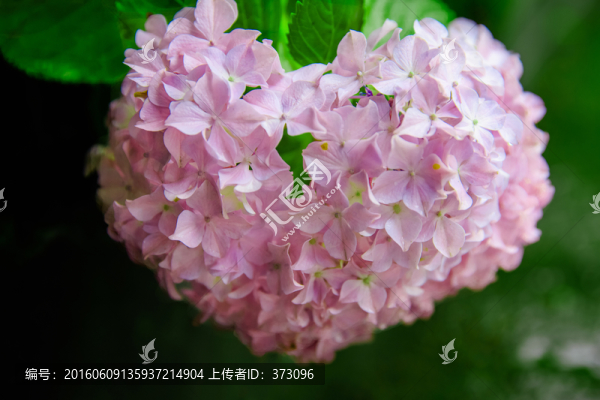 愛(ài)心八仙花