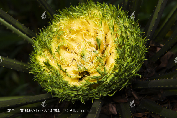 四川峨眉山鐵樹花朵特寫