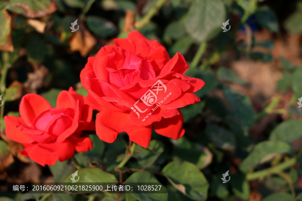 紅色月季花