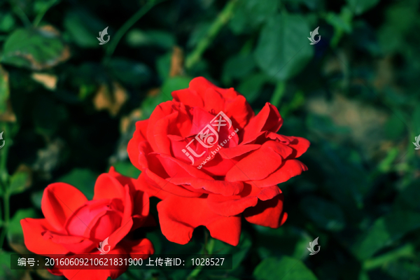 紅色月季花