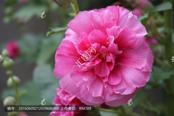 蜀葵