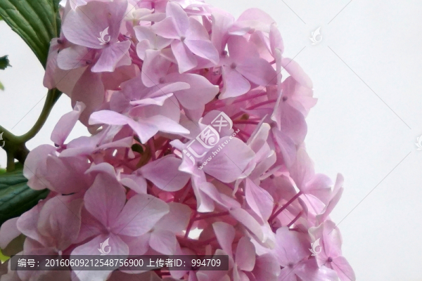 繡球花