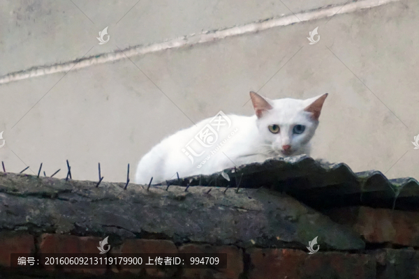 白貓