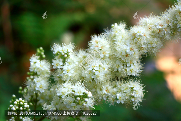 白色小花
