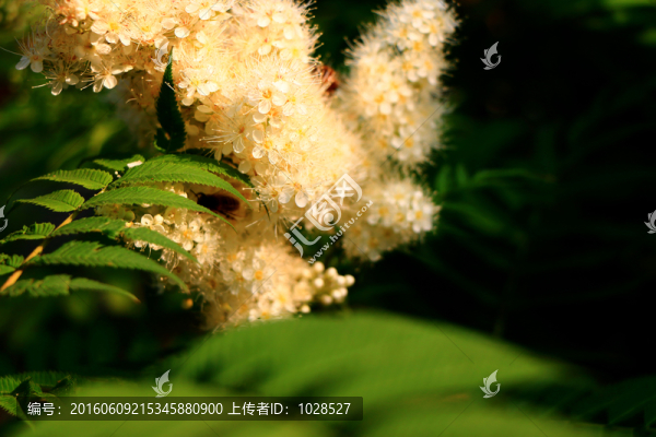 白色小花