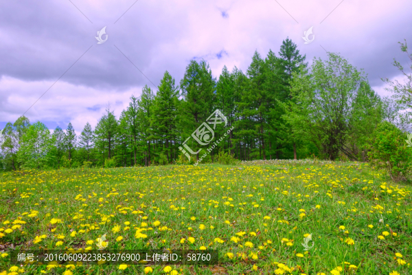 草甸風(fēng)景