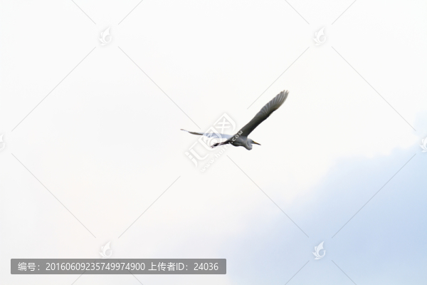 白鷺,飛翔
