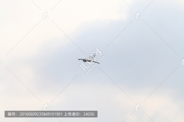 白鷺,飛翔