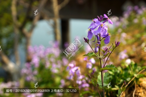 二月蘭