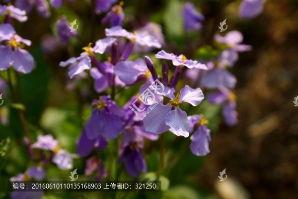 蘭花