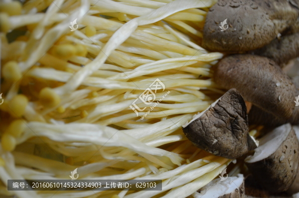 菇類
