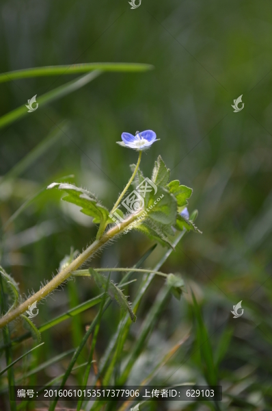 小藍(lán)花