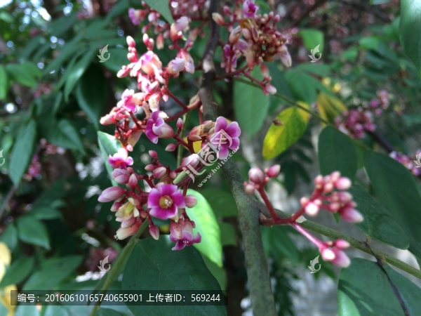 楊桃花