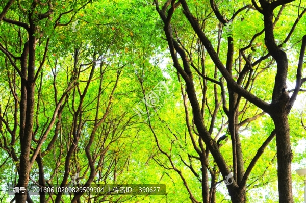 樹林
