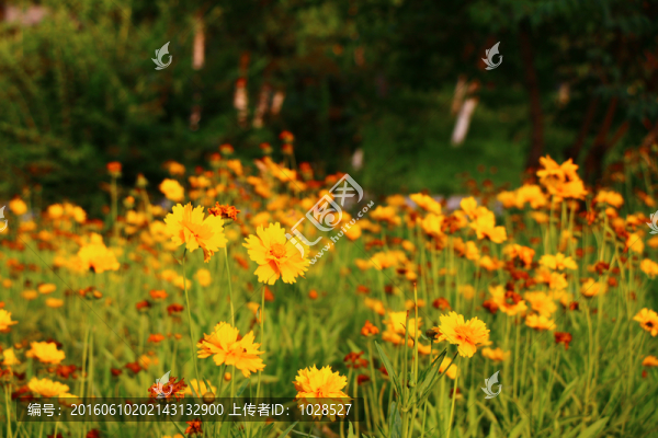 黃色野菊花
