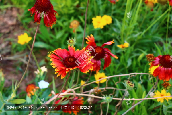 唯美野菊花