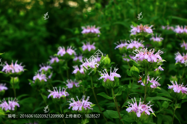 紫色野菊花