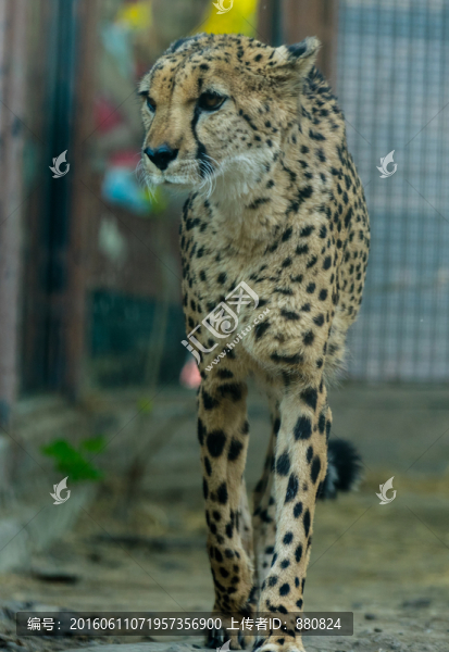 獵豹