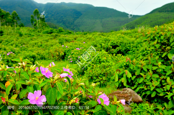田園風(fēng)光,鄉(xiāng)村小道,鄉(xiāng)村,村莊