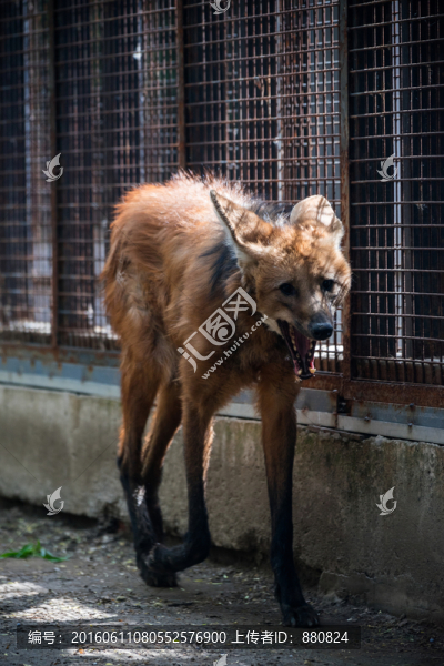 棕狼