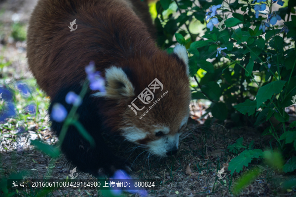 小熊貓