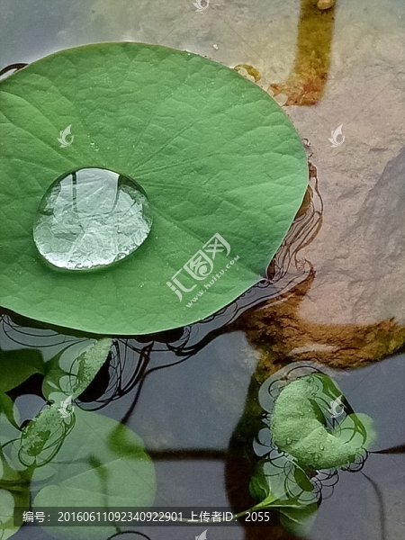 池上蓮花