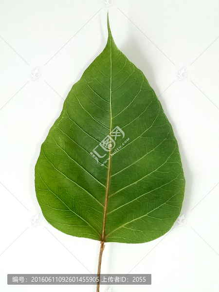 菩提葉