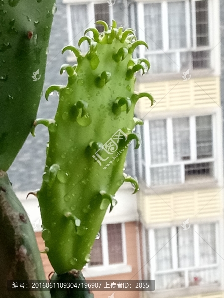 仙人掌