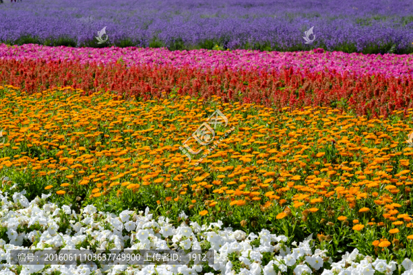 薰衣草園