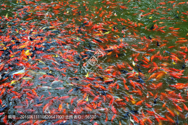 一池魚