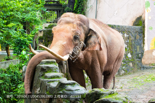 亞洲象