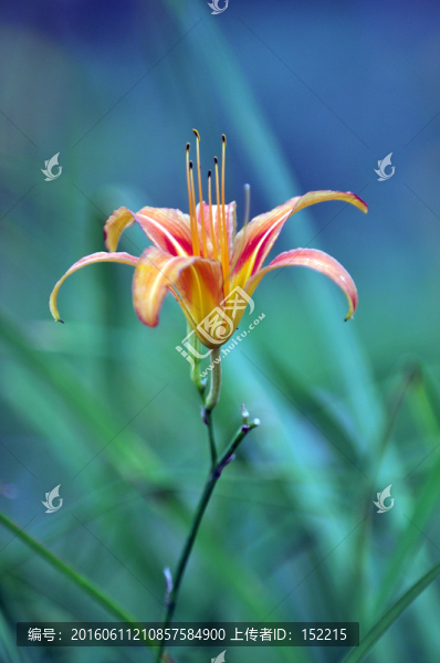 大花萱草