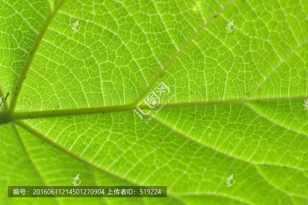 樹葉紋理